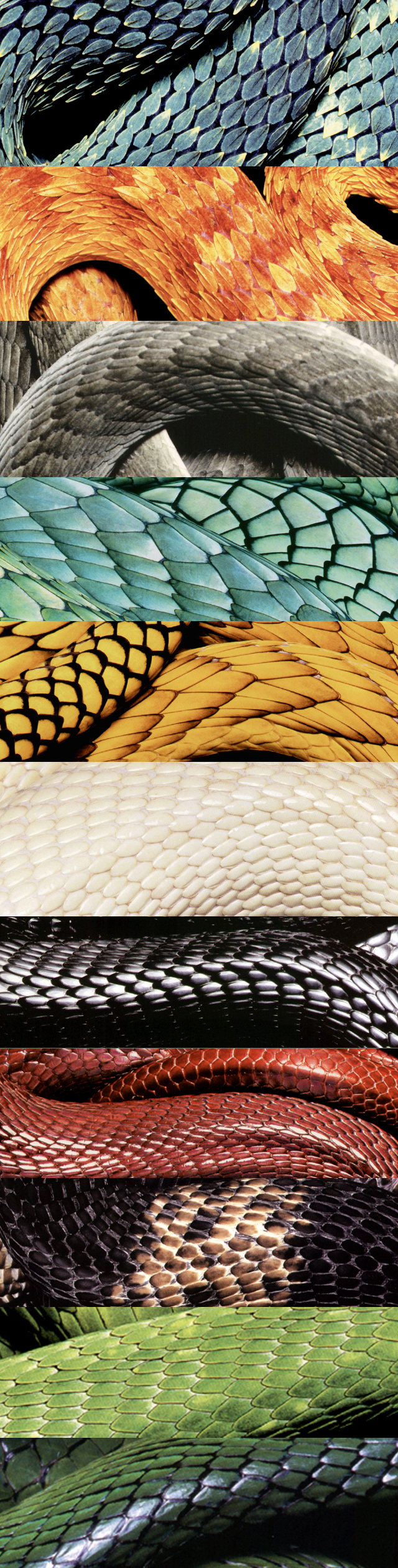 Échantillons de type de peaux de serpent géant de G-Tol