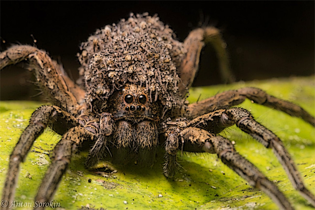 Araignée porteuse