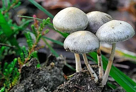 Champignons hallucinogènes