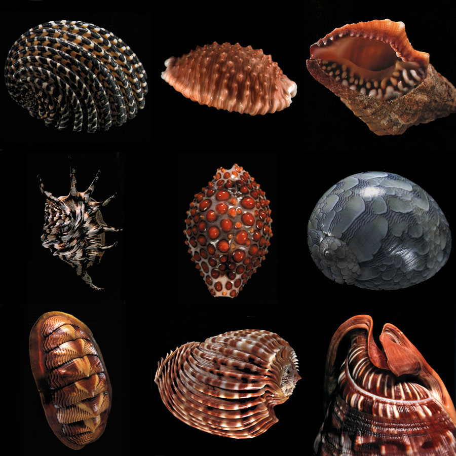 Coquillages