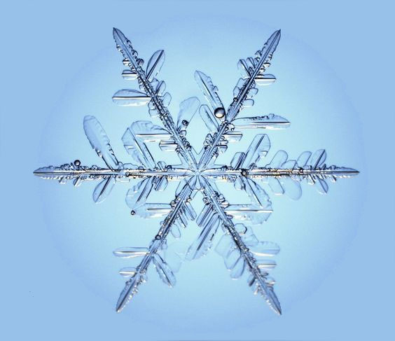 Flocons vivants