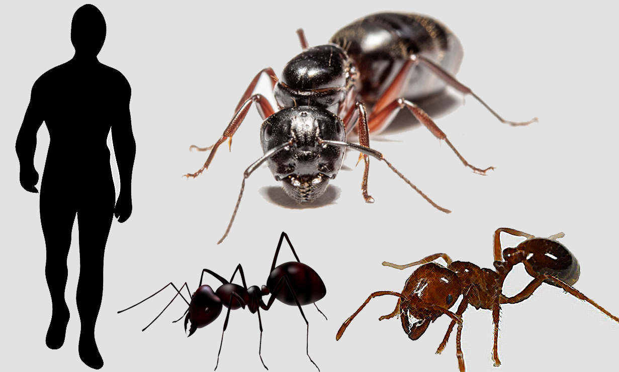 Fourmis géantes (de haut en bas de gauche à droite, reine, ouvrière, guerrière) par rapport à un humain