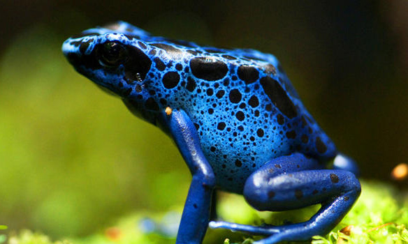 Grenouille bleue