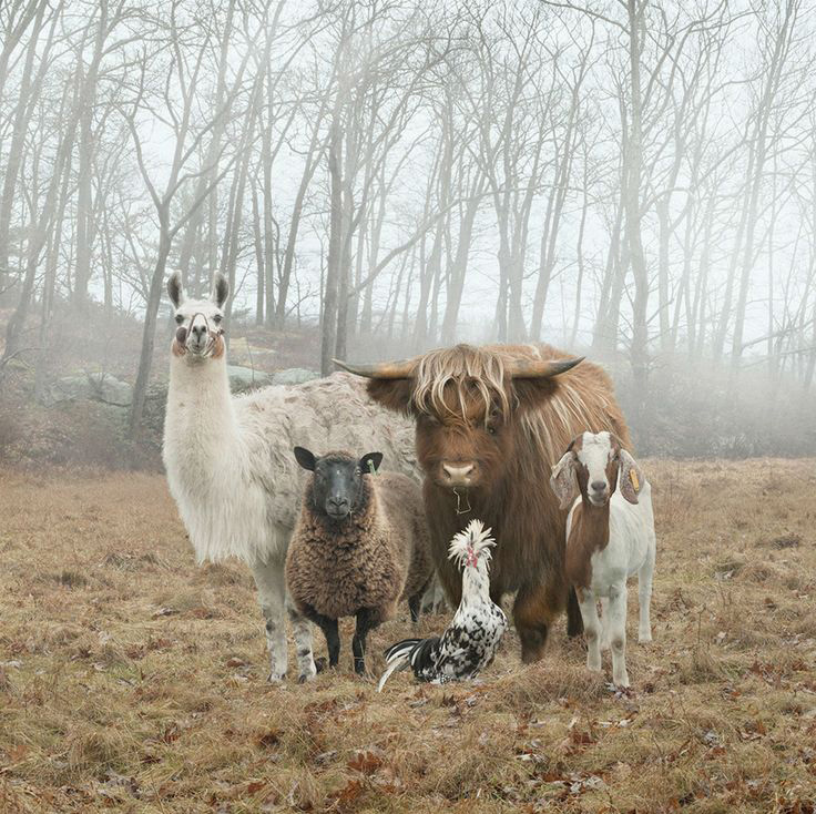 Une rencontre extrémement rare et dangereuse : un groupe de Shan en déplacement en plein jour Une rencontre extrémement rare et dangereuse : un groupe de Shan en déplacement en plein jour