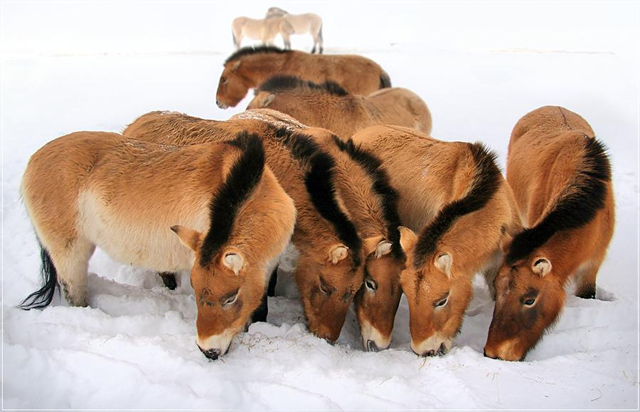 Kertag, chevaux résistant aux grands froids et aux grandes chaleurs