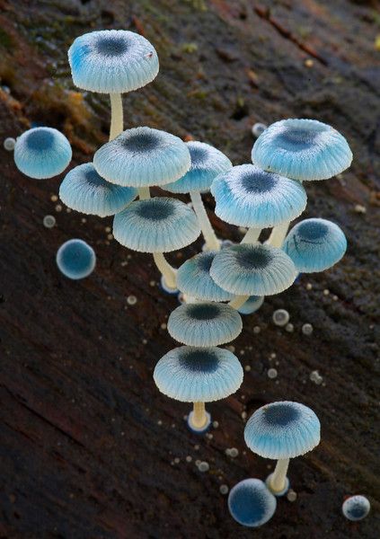 Miam ? ou pas miam ? Champignons comestibles ?