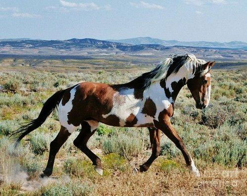 Cheval Pinto Cheval Pinto