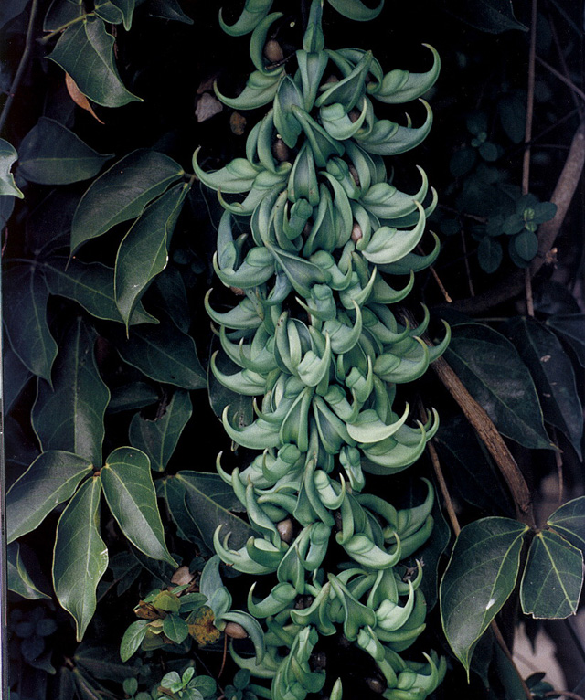 Plantes pour potions naturelles