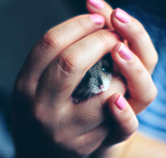 Métamorphose animale, sort offensif potentiellement. Métamorphose animale, sort offensif potentiellement.