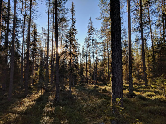 Forêt boréale en été