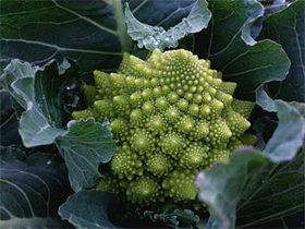 Choux romanesco