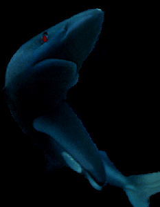 Requin de Kyuss