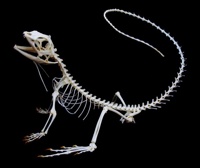 Les squelettes d'animaux sont des familiers de nécromants assez courant, mais moins joueurs