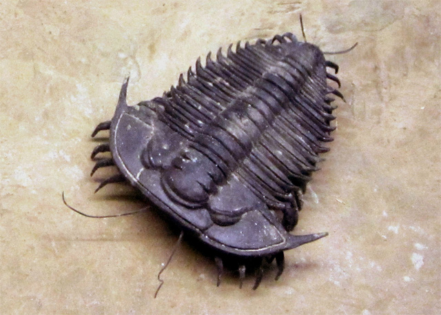 Trilobites de Zgorl