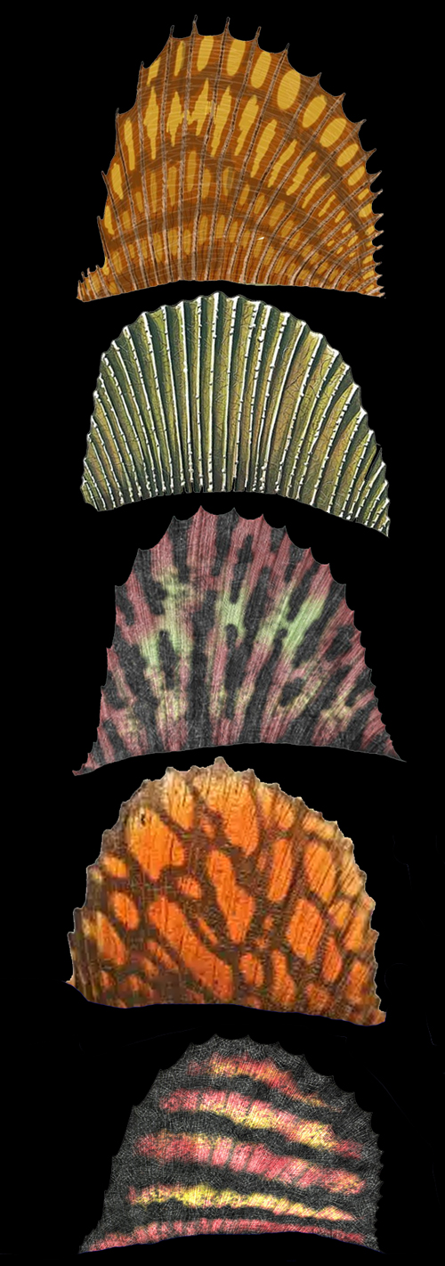 Voilures de Vingtmétrodon, objet de décoration de luxe