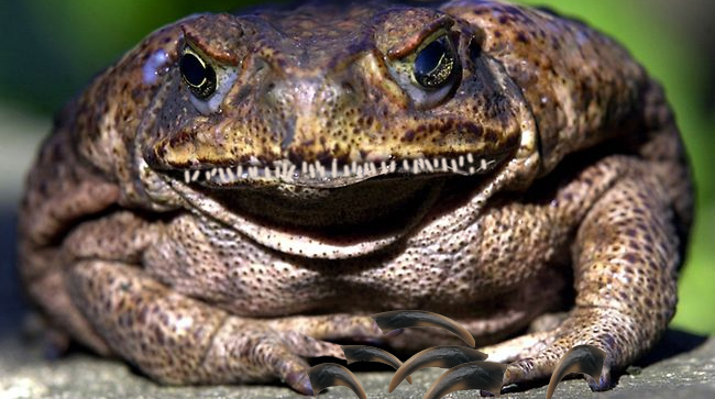 Wartoad Wartoad