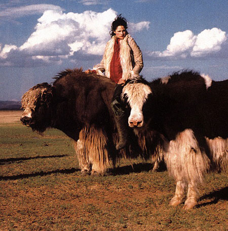 A yak