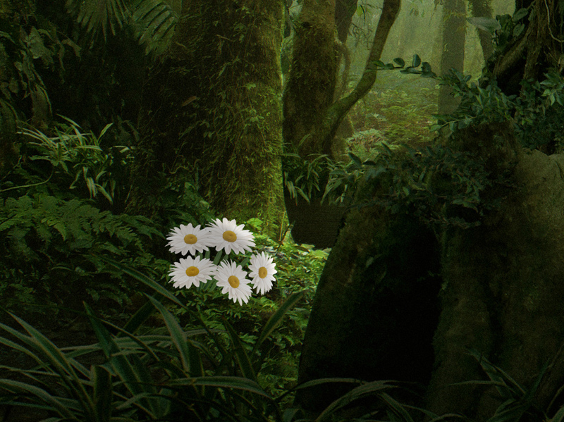 Marguerites de Nafrik