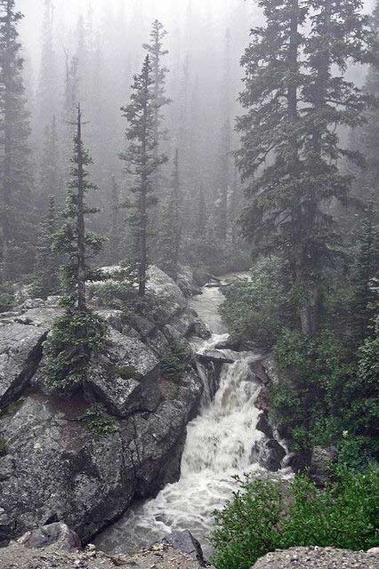 Forêt de montagne du niveau 28