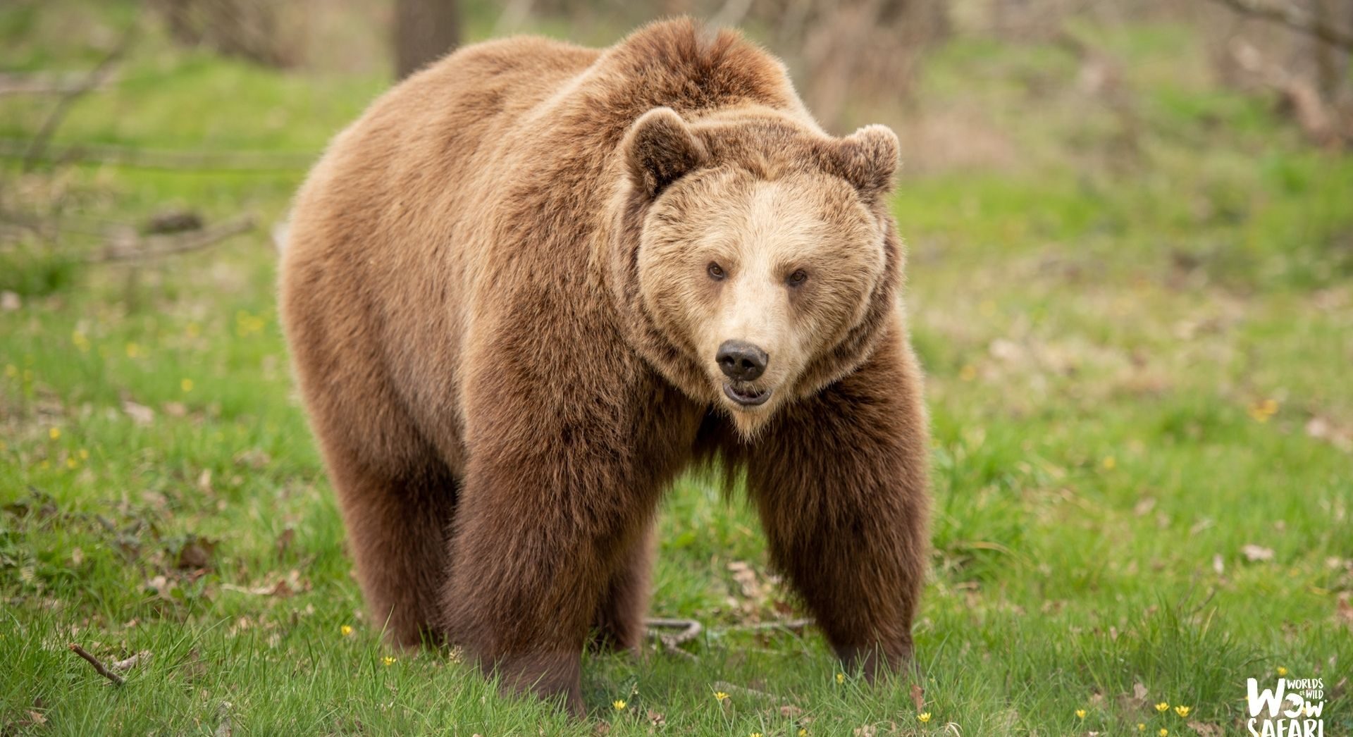 Ours brun