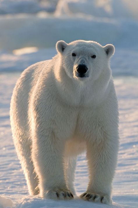 Ours polaire