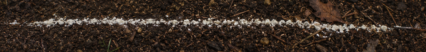 Spore de Myconids